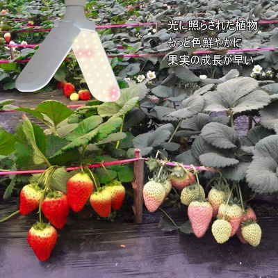 ইনডোর গাছের বৃদ্ধির জন্য ফুল স্পেকট্রাম + 660nm এবং IP68 জলরোধী সহ কমপ্যাক্ট এলইডি গ্রো লাইট